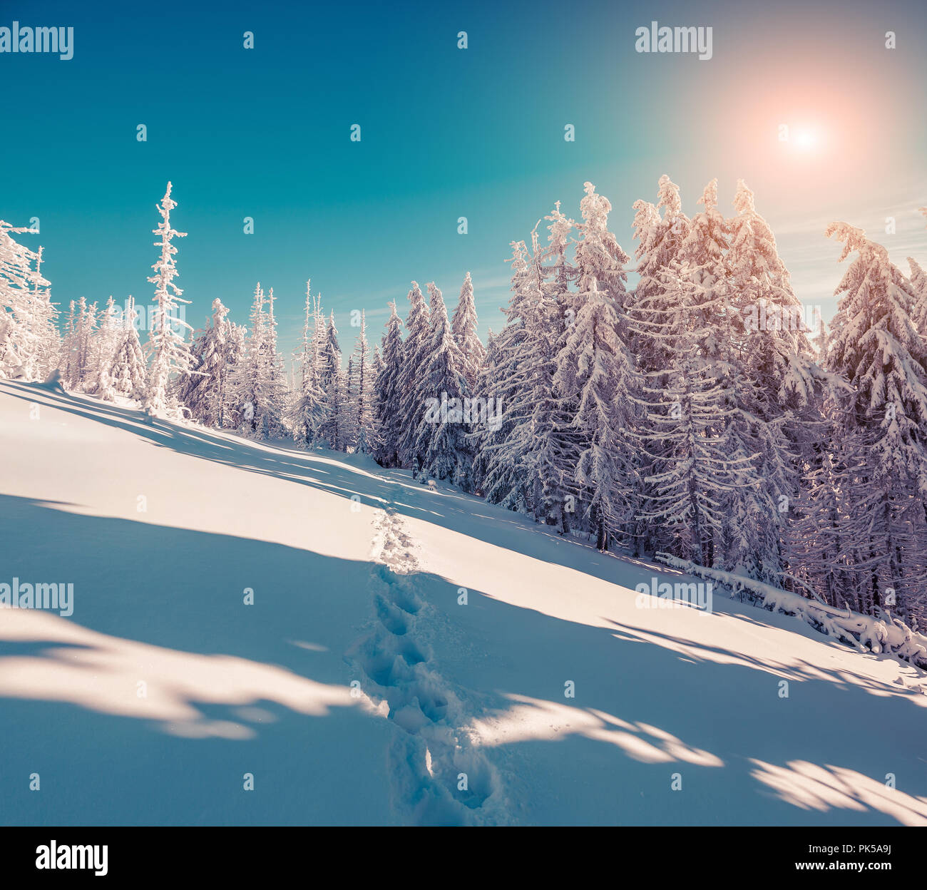 Sunny winter scene in the mountain forest with fir trees covered fresh snow. Instagram toning. Stock Photo