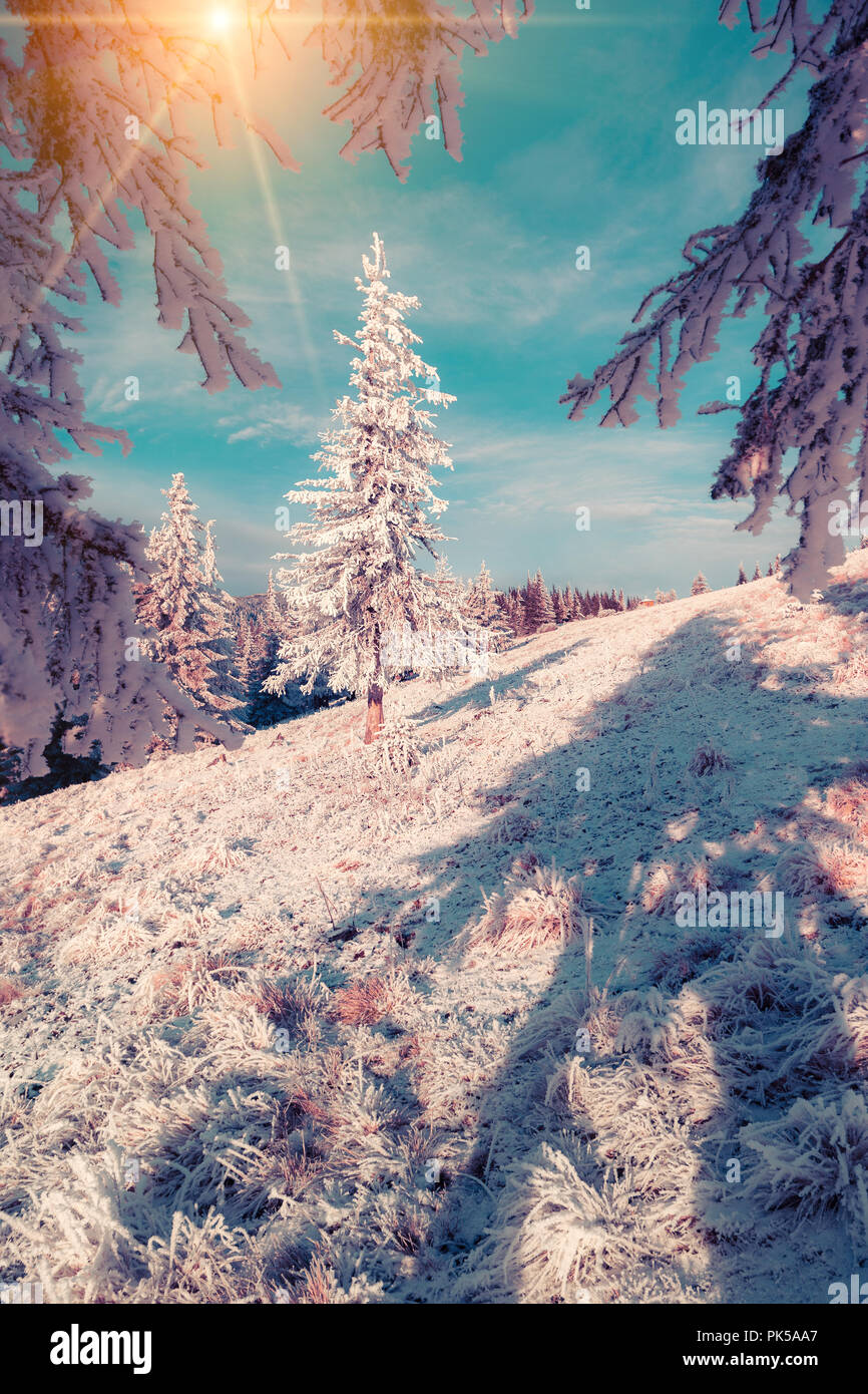 Snow-covered fir tree in the mountain forest. Instagram toning. Stock Photo