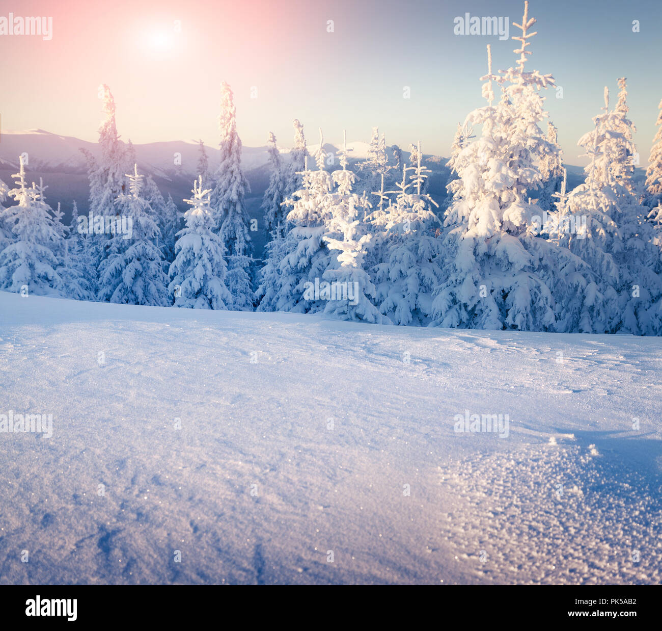 Sunny winter landscape in the mountain forest. Stock Photo