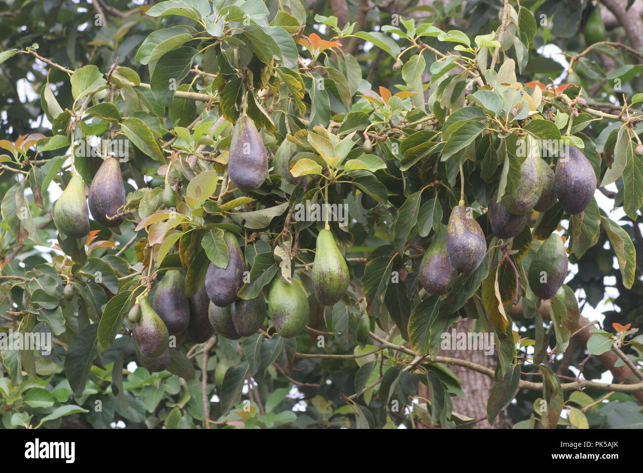 avocados ripening on a tree in Kampala Stock Photo - Alamy