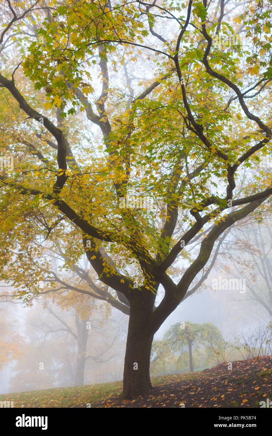 Old tree in the autumn fog with colorful foliage hi-res stock ...