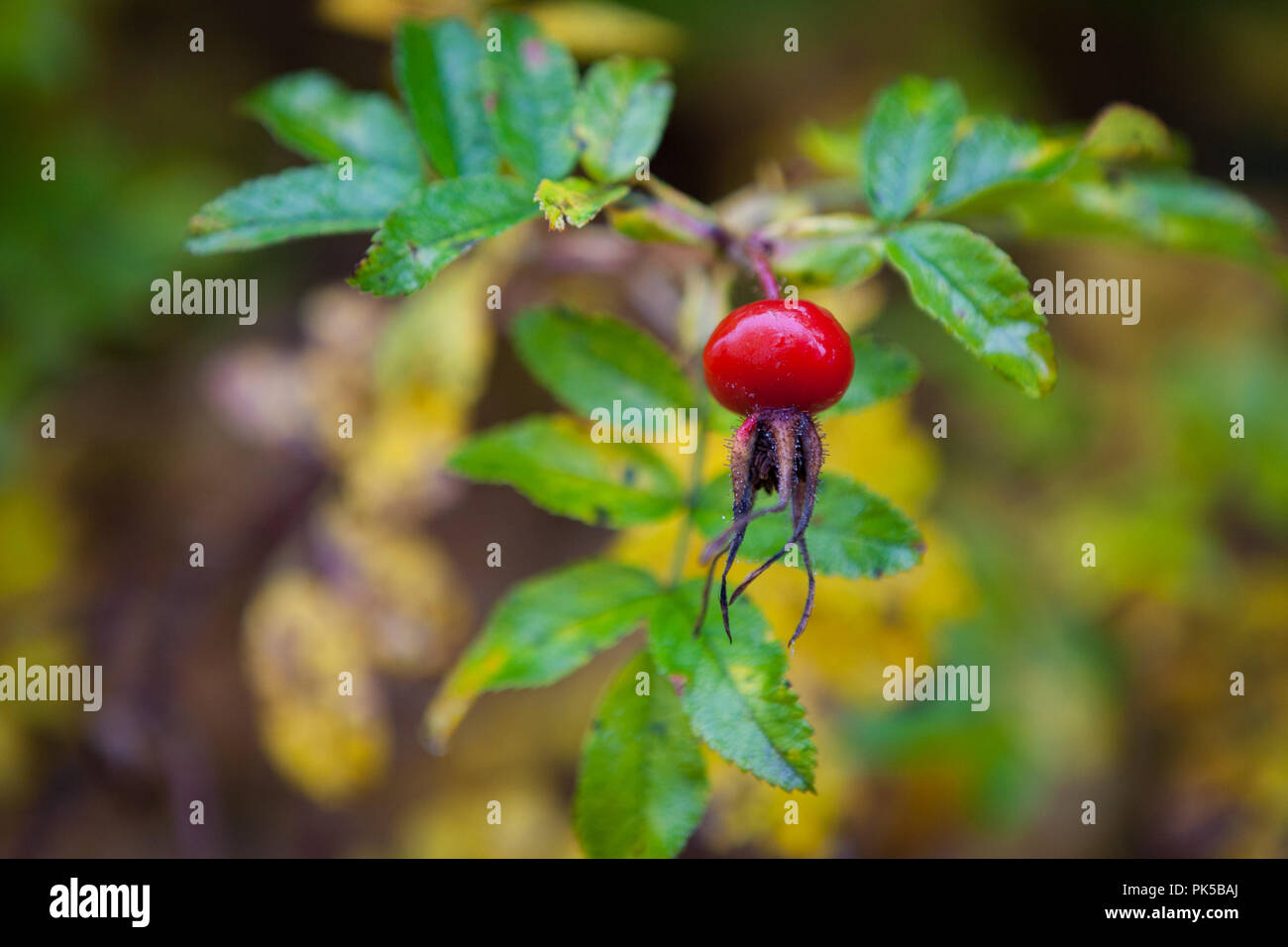 Rose hip bush hi-res stock photography and images - Alamy