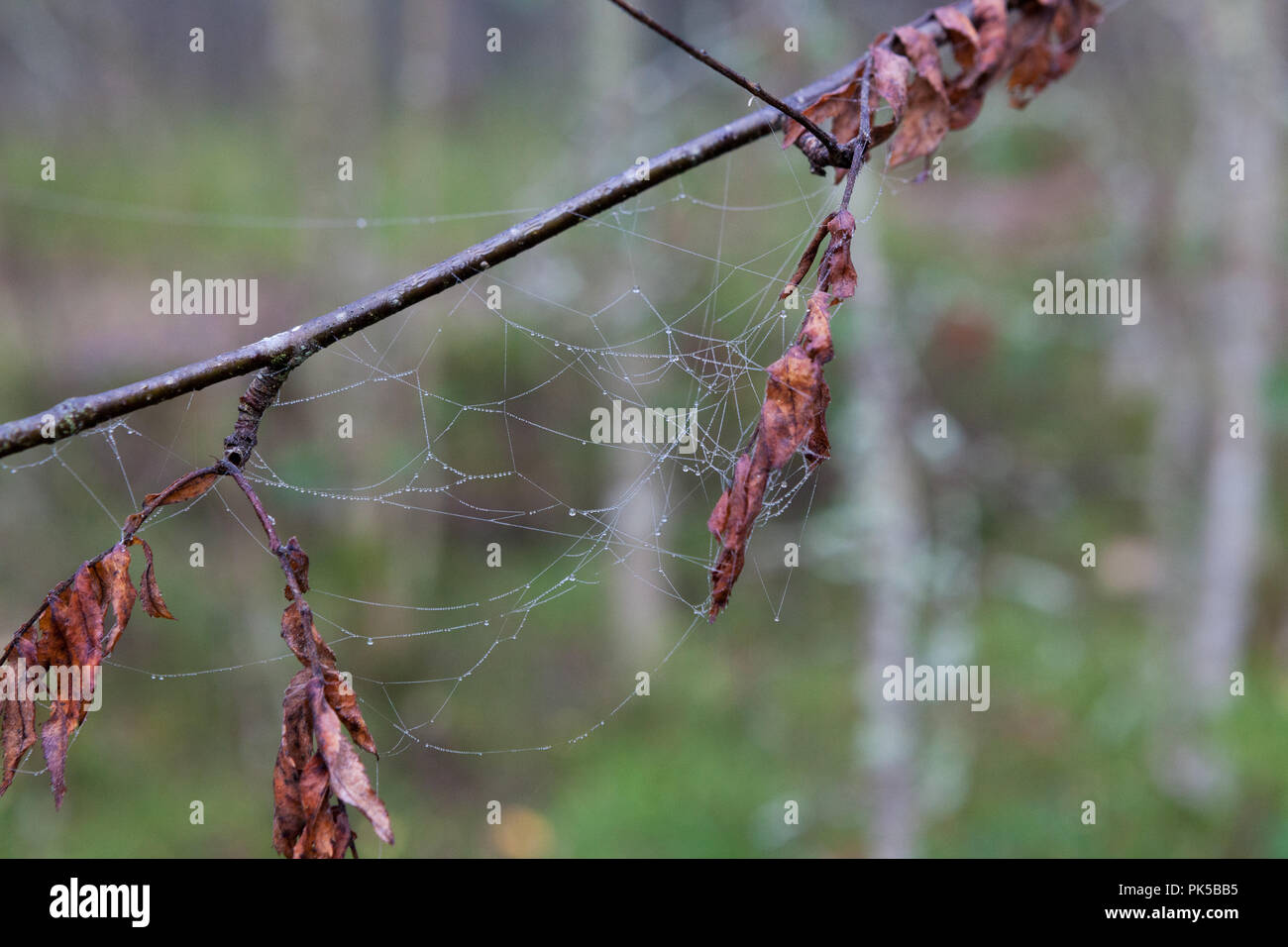 Wet cobweb in tree branch Stock Photo Alamy