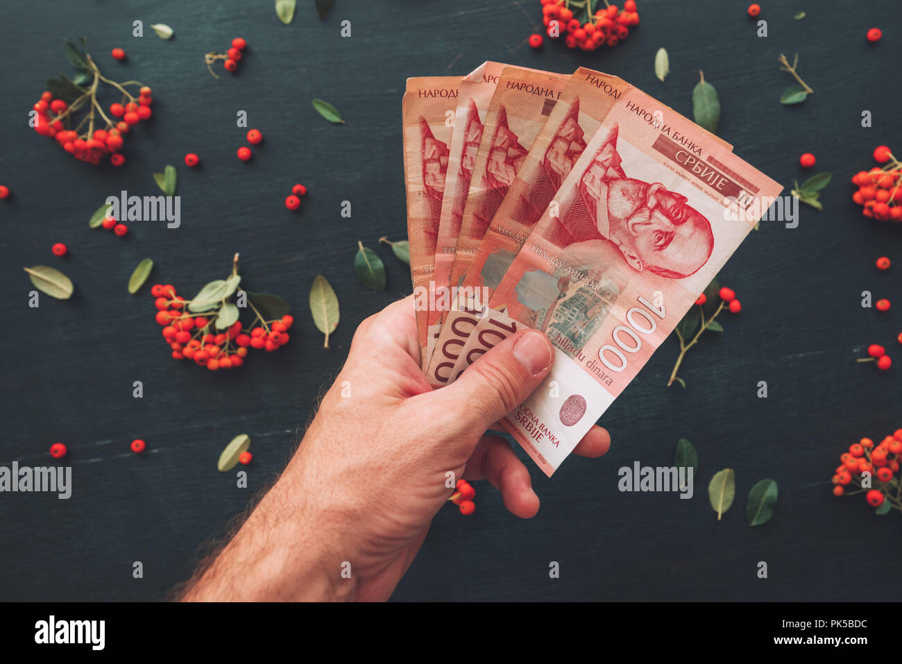 Hand holding Serbian currency thousand dinars banknotes, top view of decorative arrangement with wild berry fruit on dark background for minimal wages Stock Photo