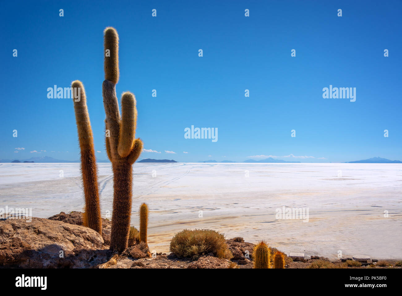 Big cactus in Incahuasi island, Salar de Uyuni  salt flat, Potosi, Bolivia Stock Photo
