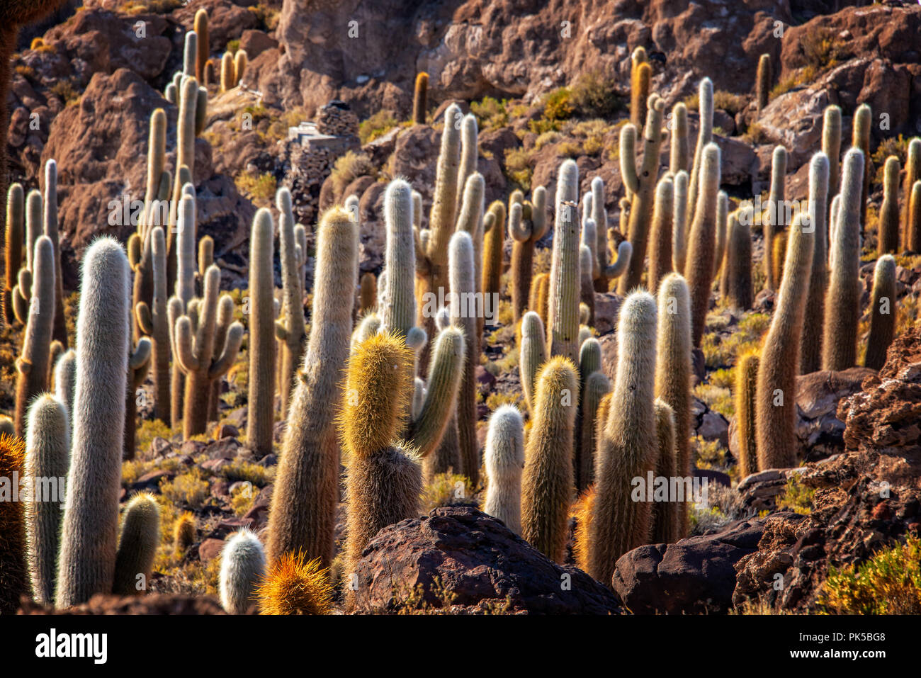Cactuses in Incahuasi island, Salar de Uyuni salt flat, Potosi, Bolivia Stock Photo
