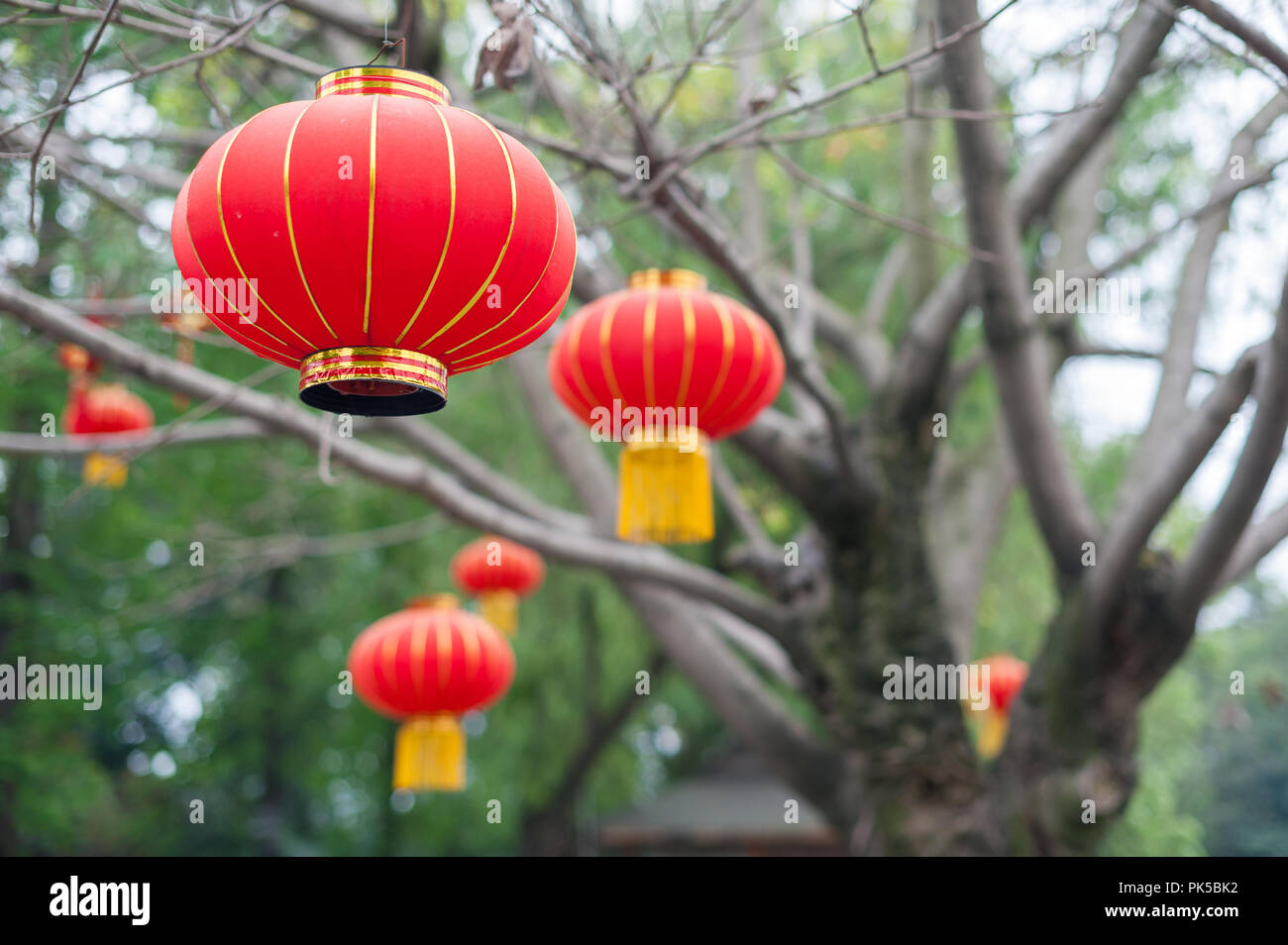 Red chinese lanterns hanging on trees in culture park, Chengdu China ...