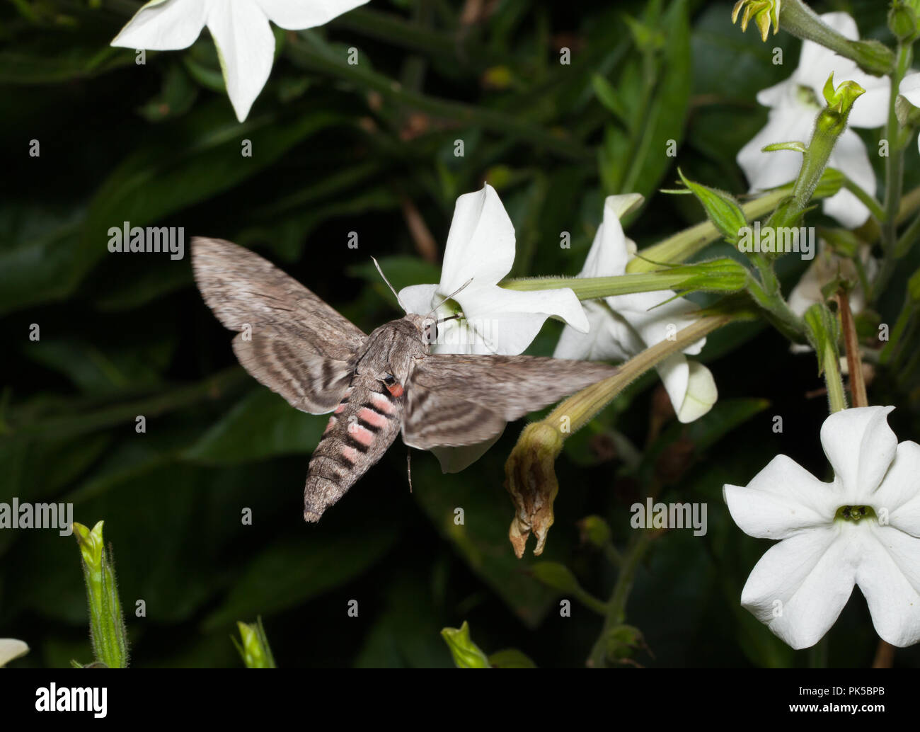 Convolvulus hawk-moth feeding on jasmine tobacco Stock Photo