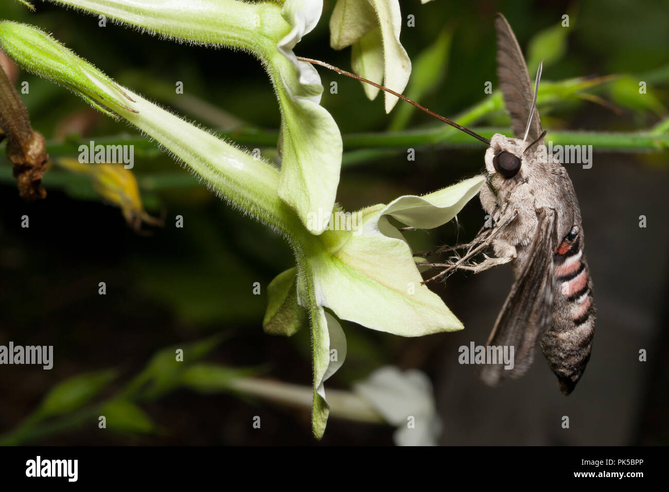 Convolvulus hawk-moth feeding on jasmine tobacco Stock Photo