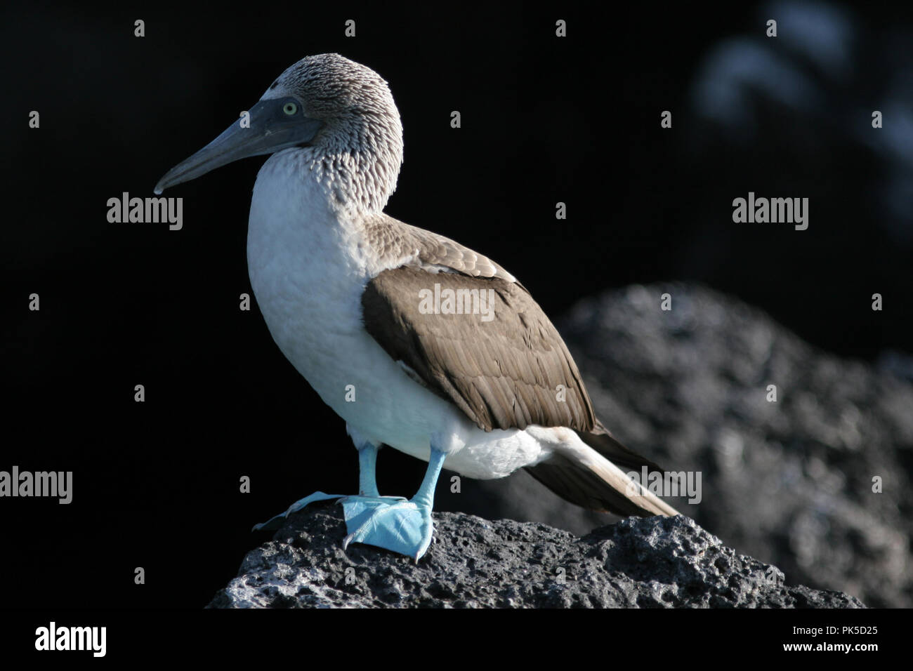 Blue Footed Booby :: Sula nebouxii  Gal‡pagos islands have developed some of the most unique forms of life on the planet, highly adapted to the harsh  Stock Photo