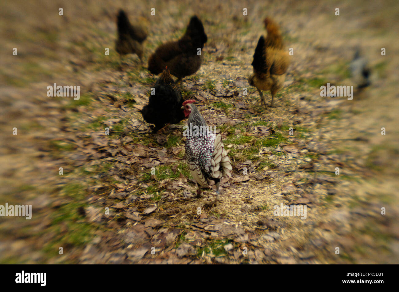 Ameraucana hens and a seabright cock chickens Stock Photo Alamy