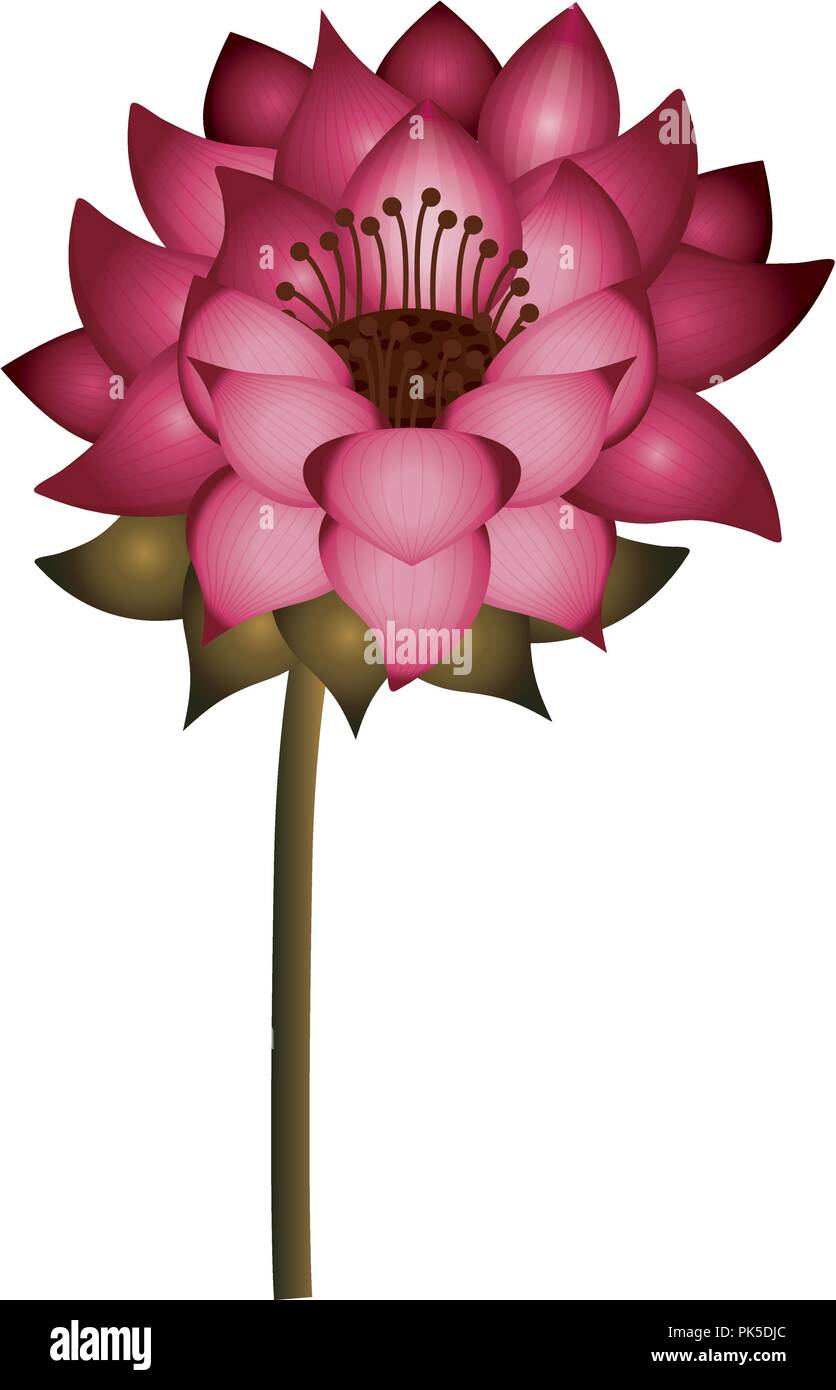 Isolated lotus flower design Stock Vector Image & Art - Alamy