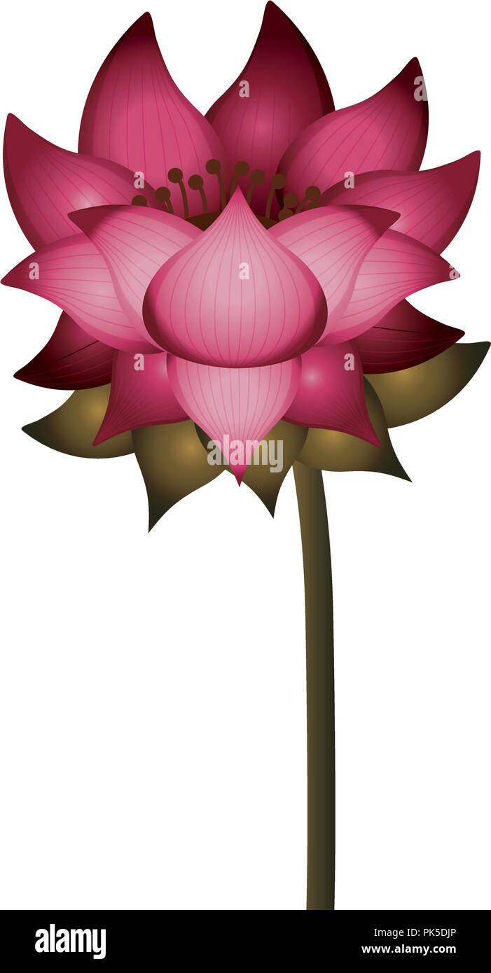 Isolated lotus flower design Stock Vector Image & Art - Alamy