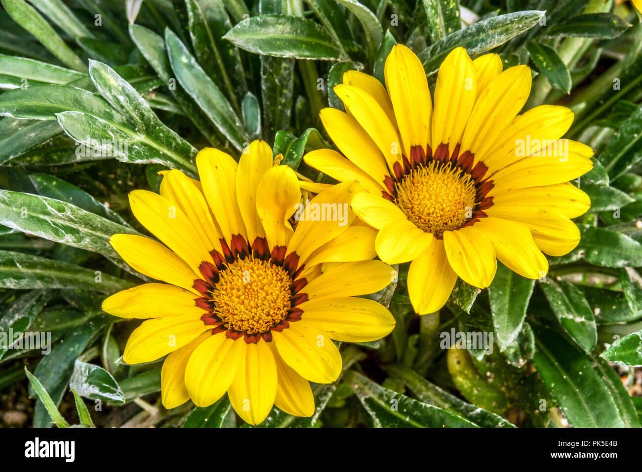 Gazania rigens ' Yellow Kiss ', Treasure flower Stock Photo