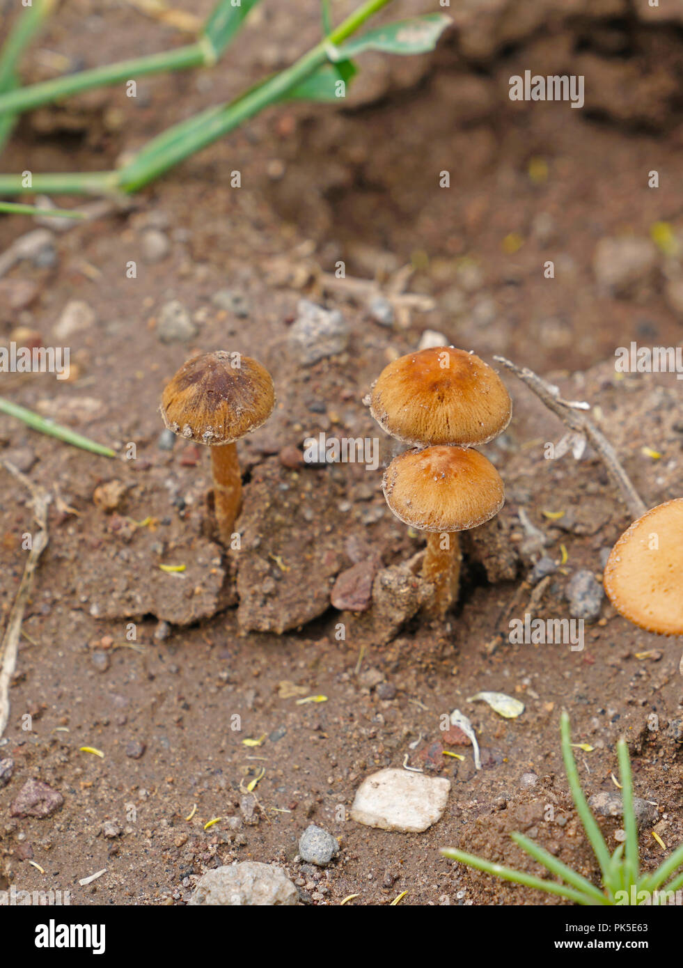 Wild mushrooms growing in forest Stock Photo