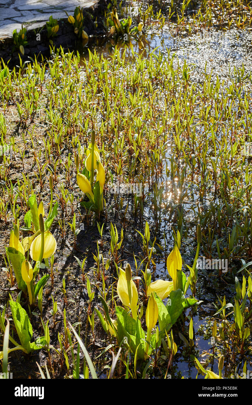 Morning sun sparkles on the water surrounding the fresh growing Yellow Skunk Cabbage in the Arduaine Gardens. Argyll Stock Photo