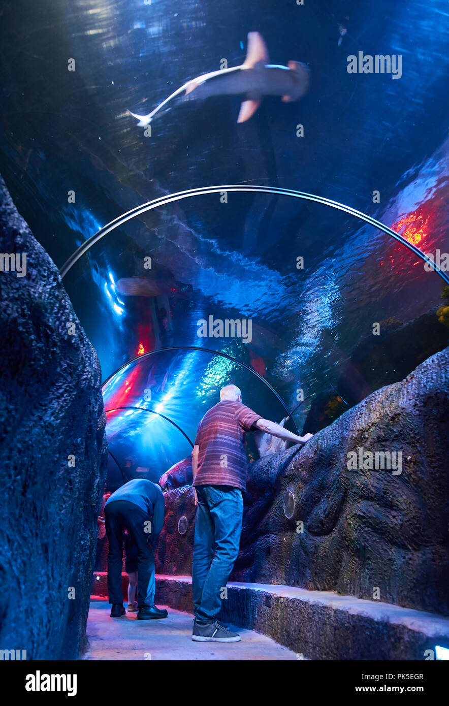 Ocean Tunnel an underwater visitor attraction in Loch Lomond Sea Life