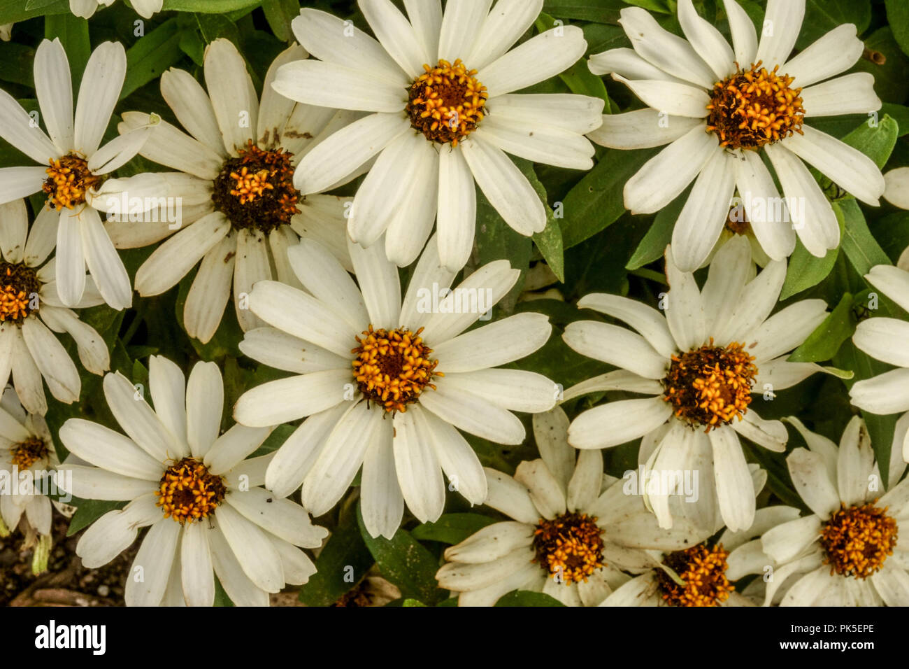 Zinnia angustifolia 'Crystal White', Zinnias annuals plant Stock Photo