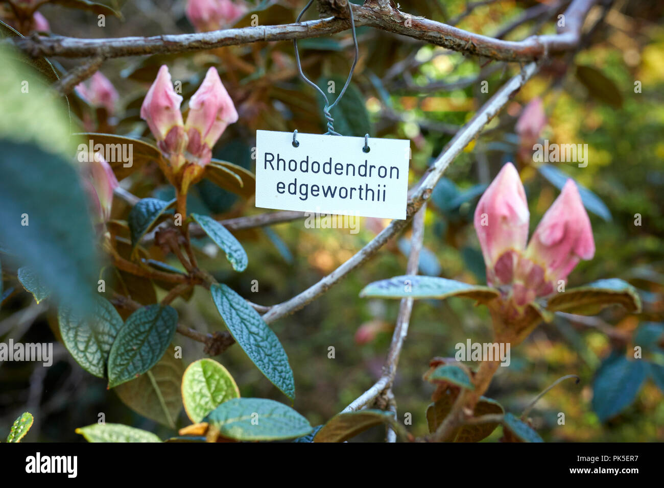 Label for Rhododendron edgeworthii on mature plant in Arduaine gardens. Argyll Stock Photo