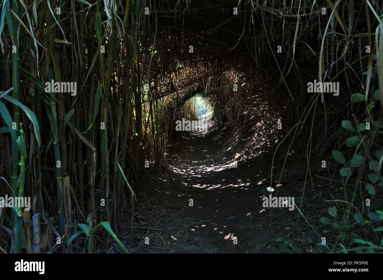 Forest Trail to Amalia Beach. Alentejo, Portugal Stock Photo