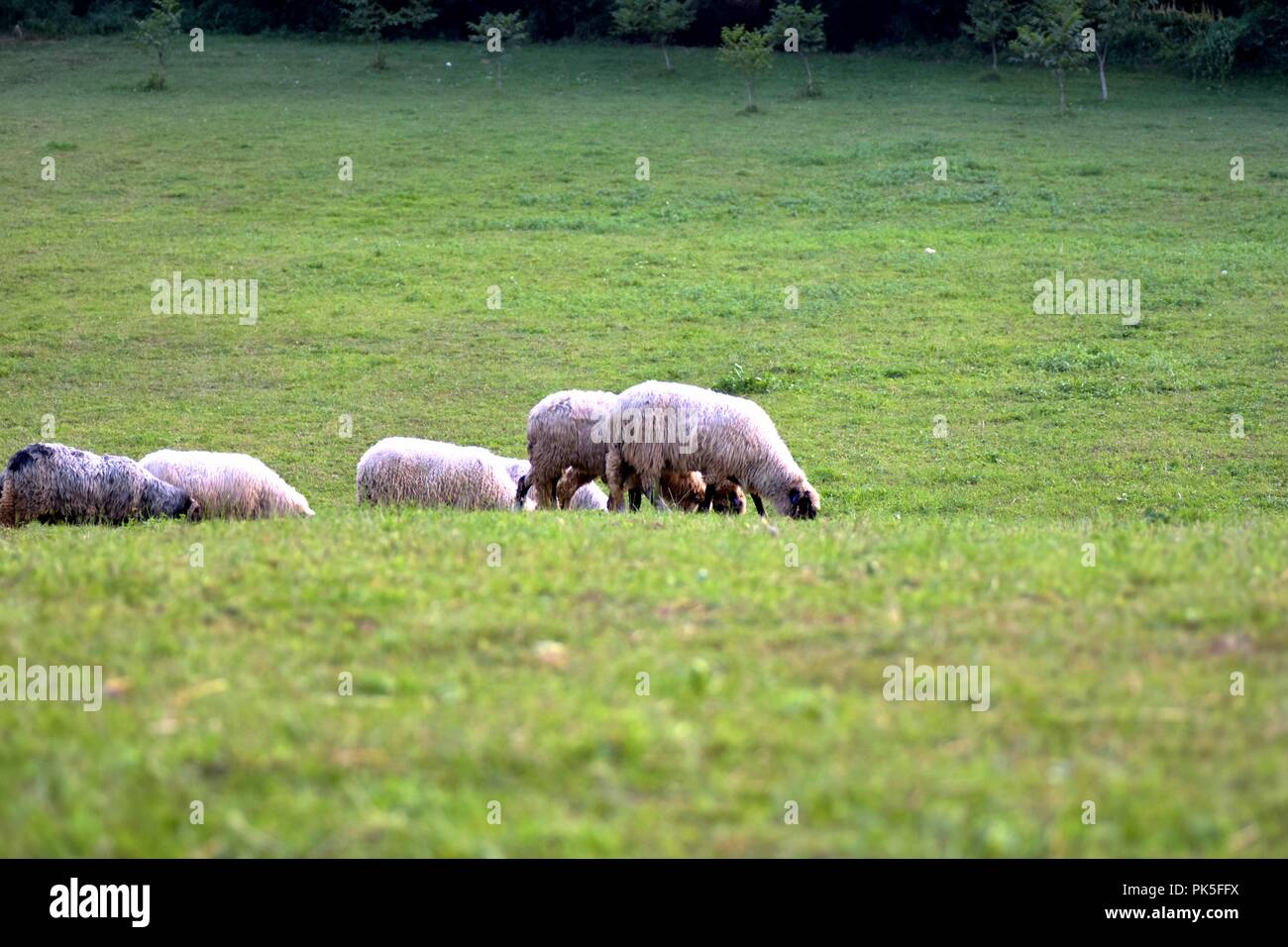 Scenery image of sheep herd peacefully grazing in the green pasture Stock Photo