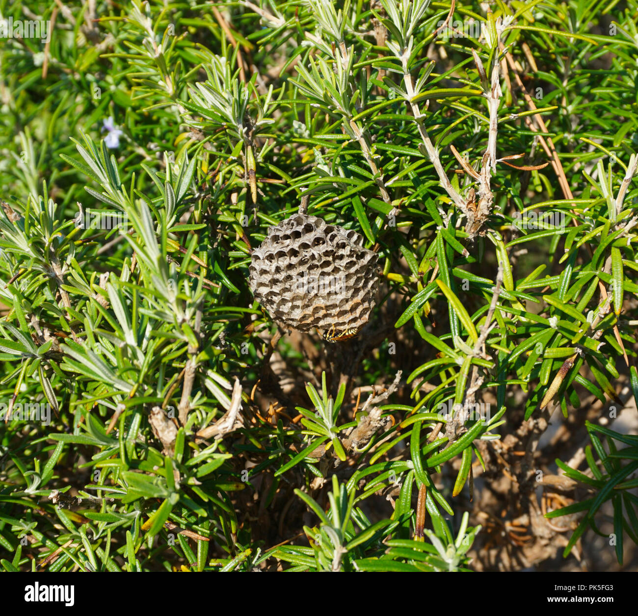 Vespiary in the middle of the green bush of rosemary with wasps Vespula Vulgaris Stock Photo