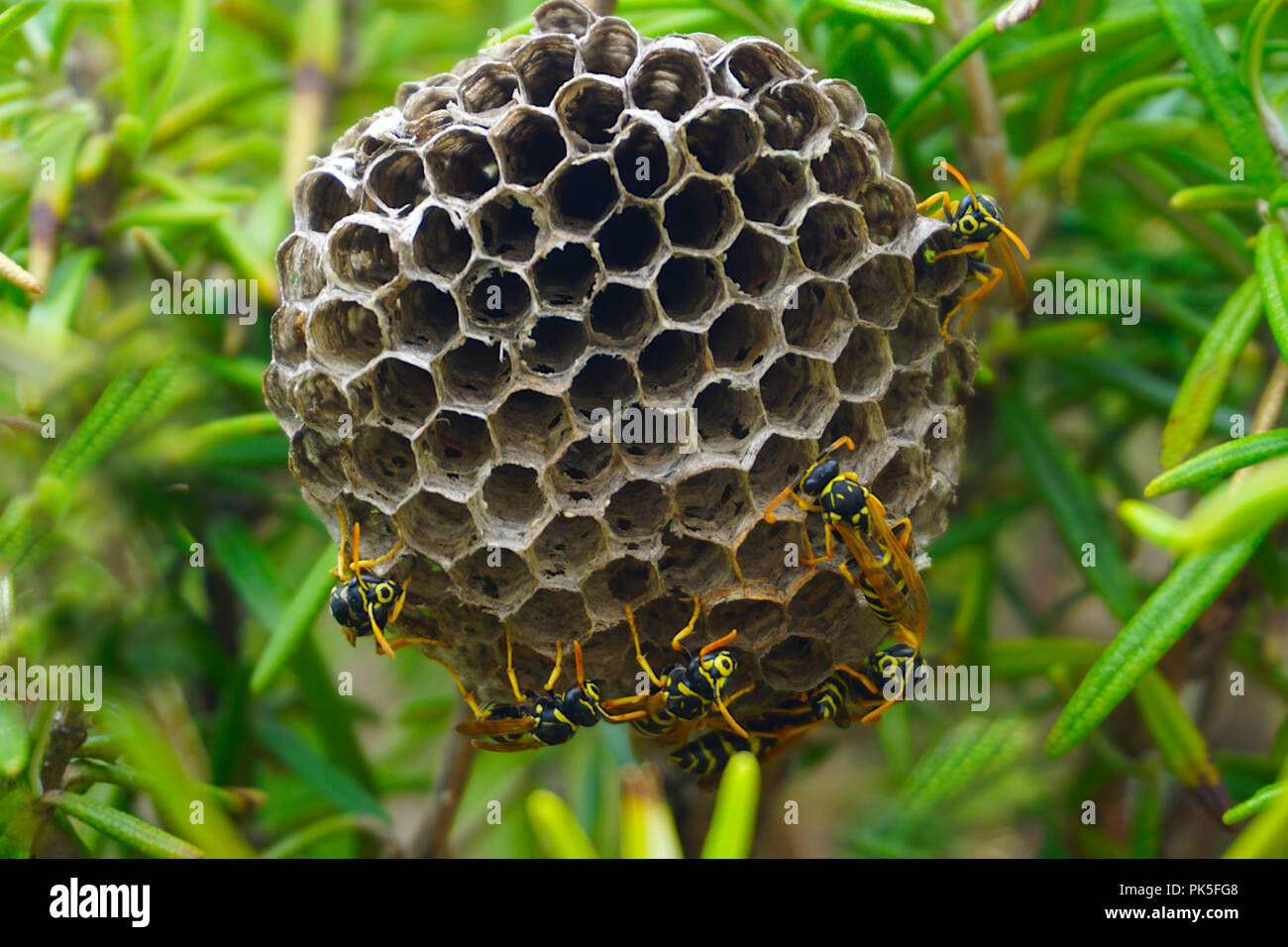 Vespiary or colony of social wasps Vespula Vulgaris on Mediterranean bush of rosemary Stock Photo