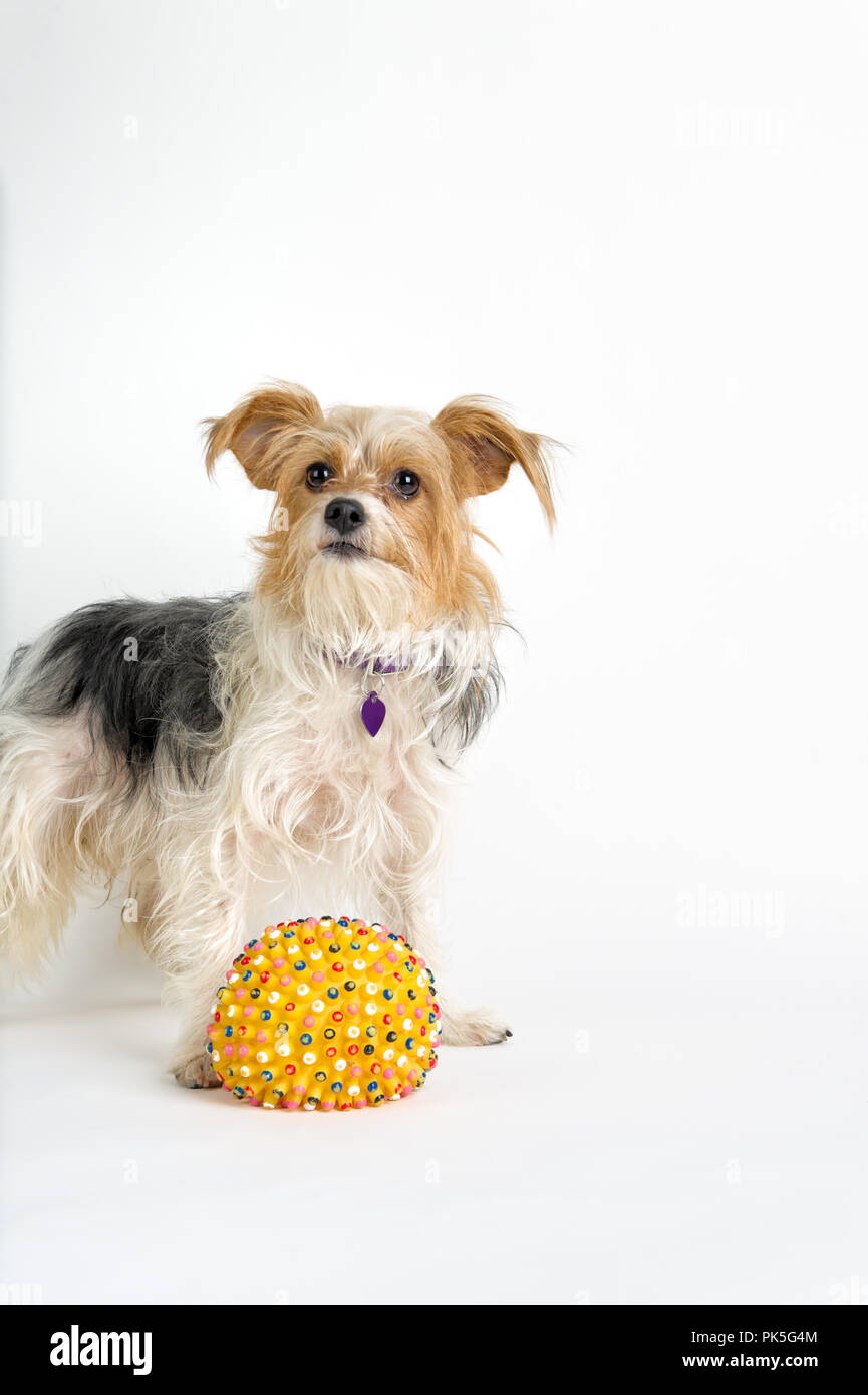 Cute small dog with long hair looking alert and ready, playful mixed breed  terrier with her ball, studio shot white background with copy space Stock  Photo - Alamy