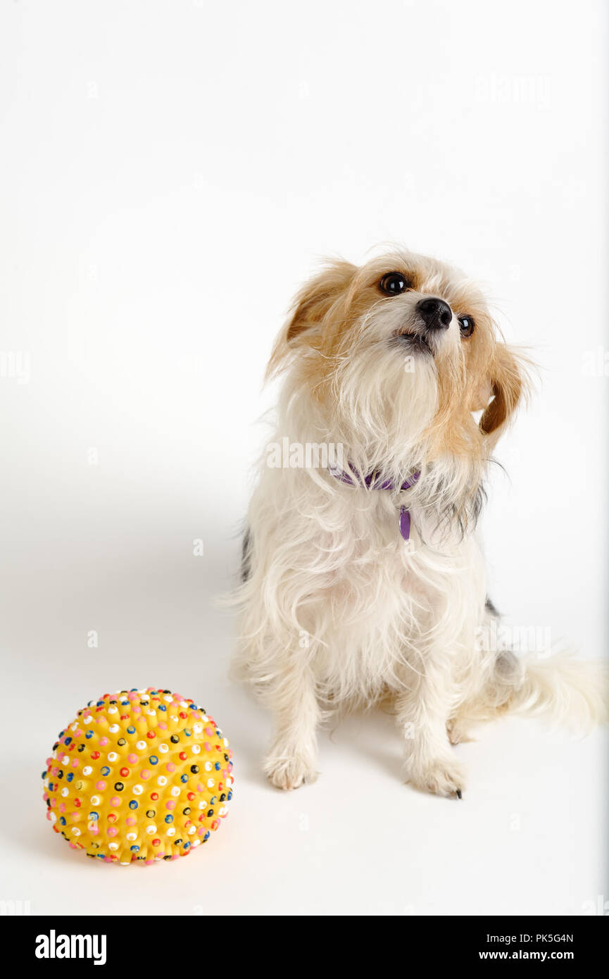 Cute small dog with long hair looking up, sad and pleading mixed breed terrier with her ball, studio shot white background with copy space. Stock Photo