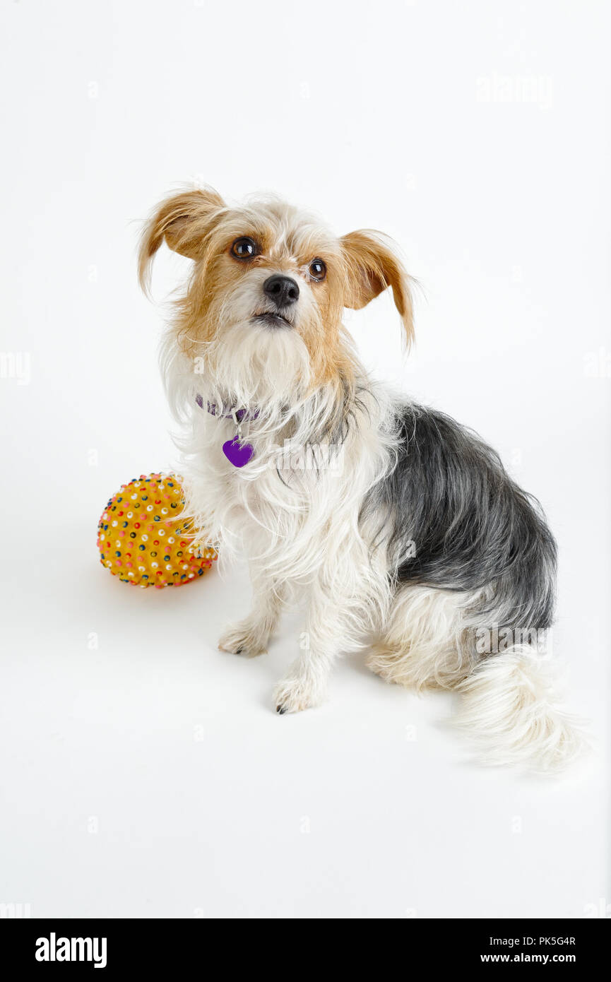 Cute small dog with long hair looking up with pleading look, mixed breed terrier with her ball, studio shot white background with copy space. Stock Photo