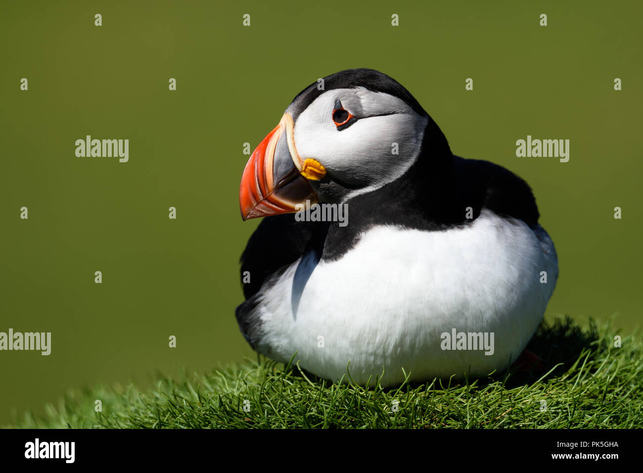 Puffin resting on tuft of grass Stock Photo