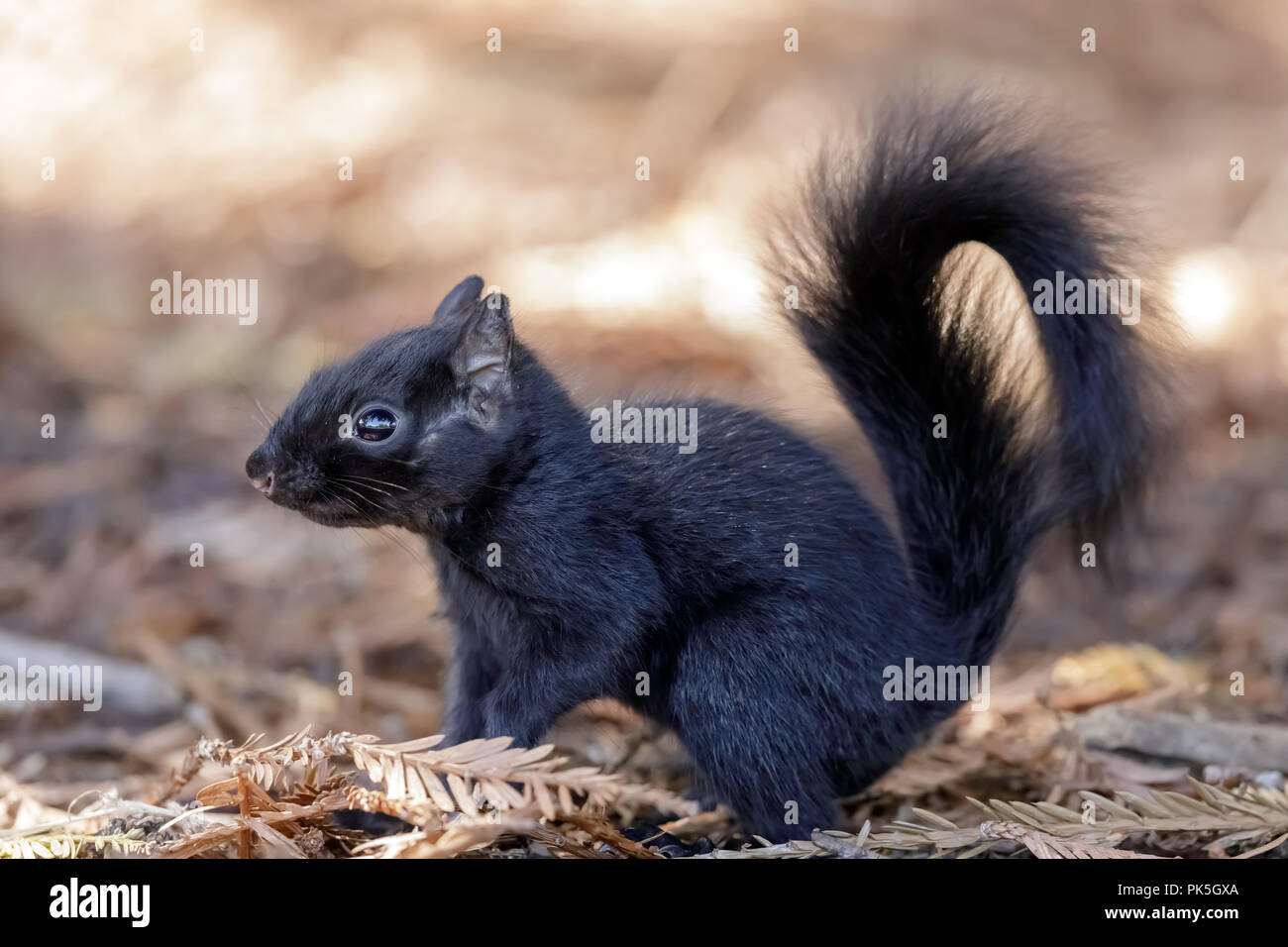 Melanistic Eastern Gray Squirrel details. Stock Photo