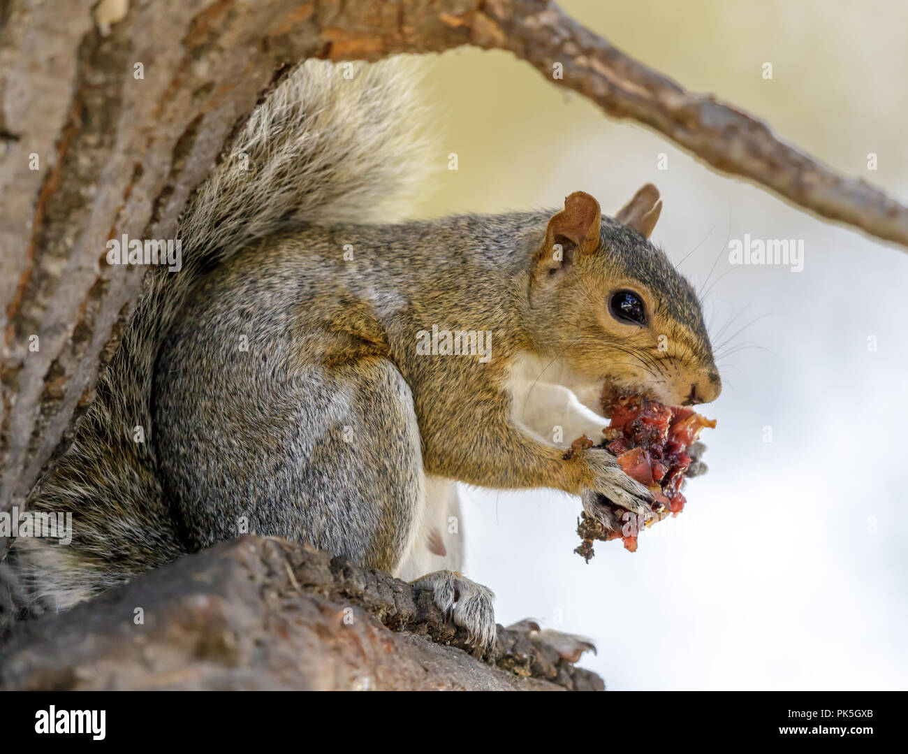 Eastern Gray Squirrel eating fruit Stock Photo Alamy