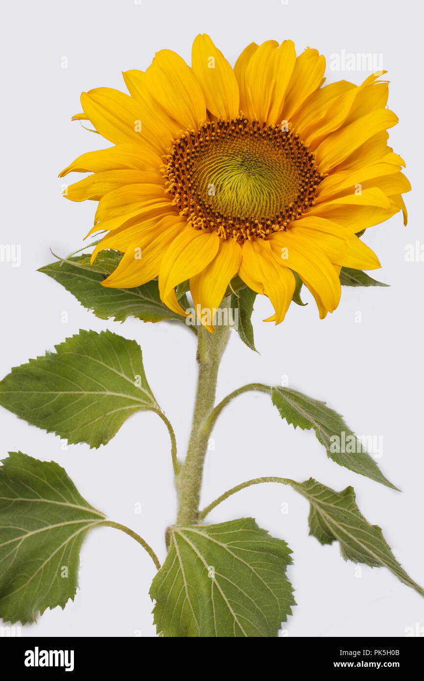 Sunflower isolated on white background. Close up. Cut out Stock Photo ...