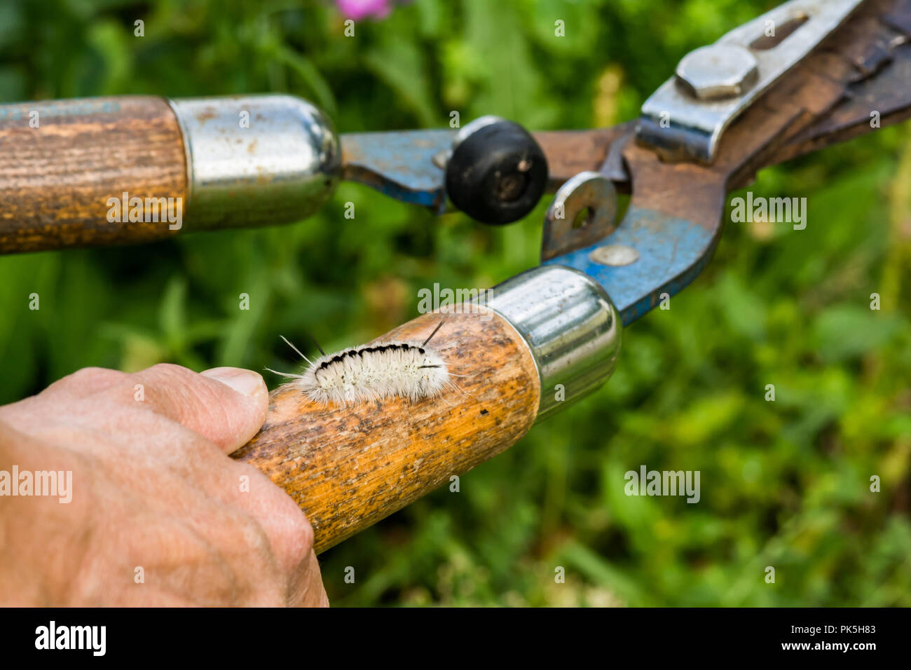 Hidden Dangers of Gardening.  A woman about to be stung by a Hickory Tussock Caterpillar while cutting weeds in the garden. Stock Photo