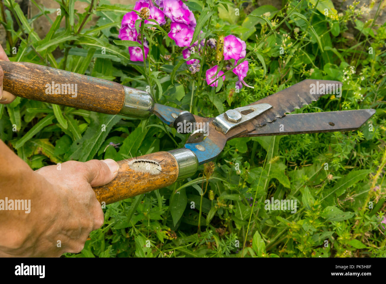 Hidden Dangers of Gardening.  A woman about to be stung by a Hickory Tussock Caterpillar while cutting weeds in the garden. Stock Photo