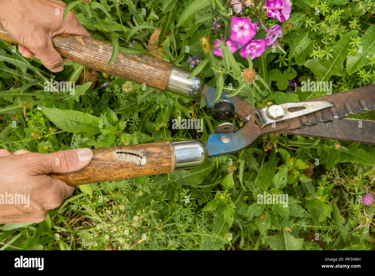 Hidden Dangers of Gardening.  A woman about to be stung by a Hickory Tussock Caterpillar while cutting weeds in the garden. Stock Photo