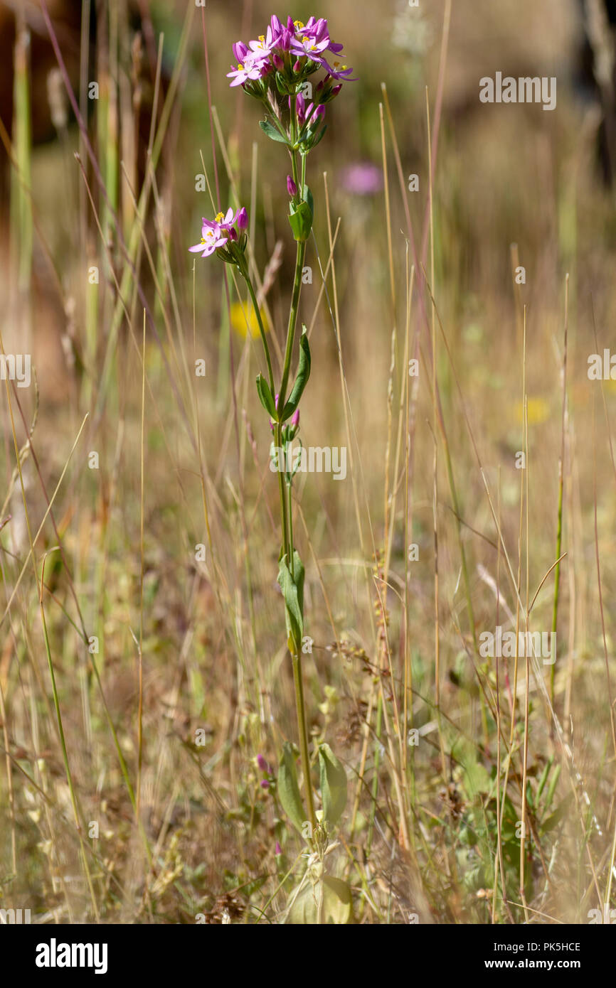 Common centaury (Centaurium erythraea) Stock Photo