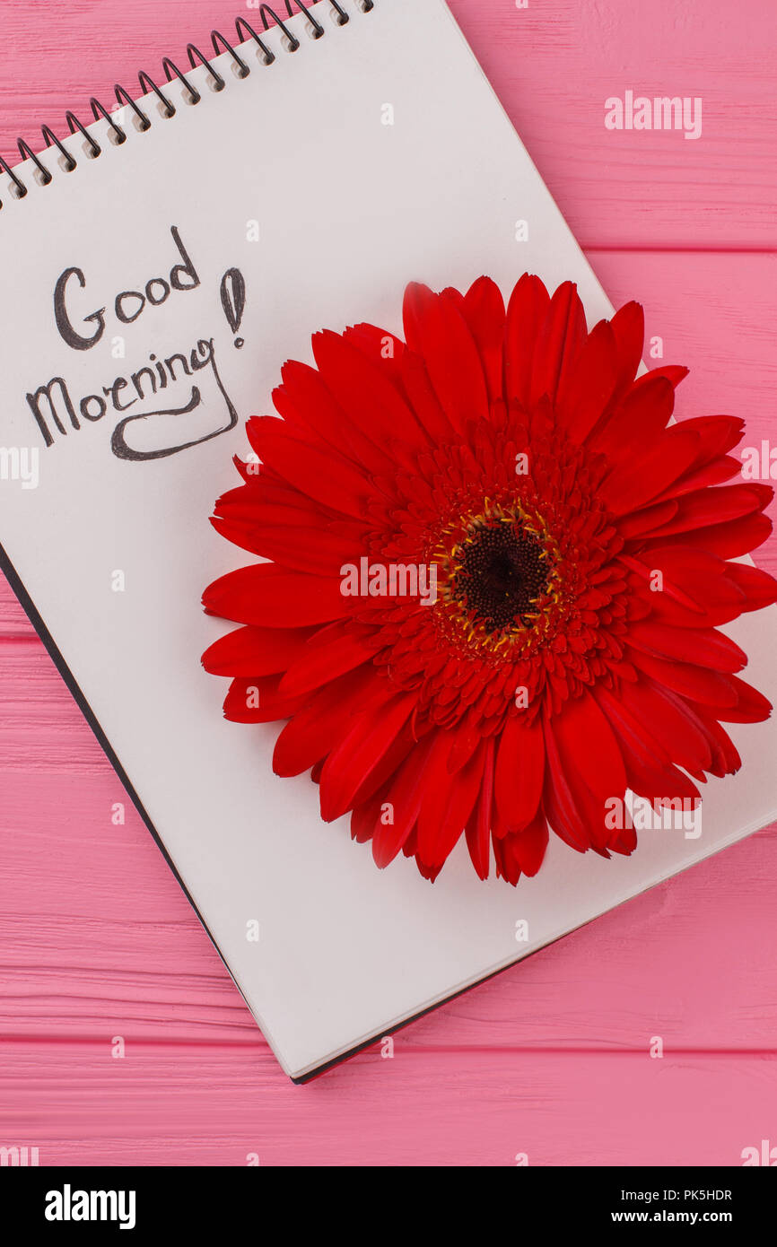 Good morning wish for girl. Notepad and red daisy flower. Pink ...