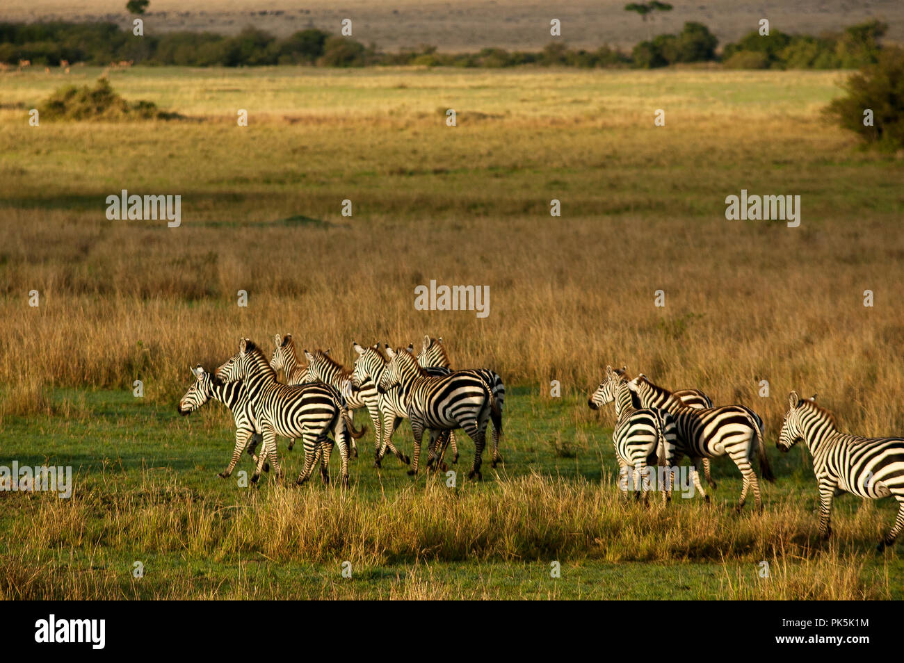 Zebra herd in Masai Mara National Reserve, Kenya Stock Photo - Alamy