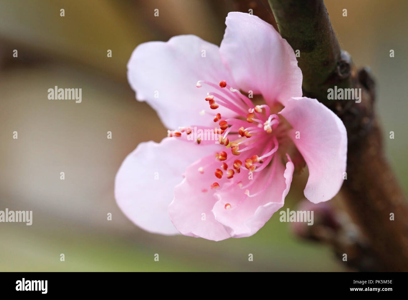 macro close up of a new season spring peach blossom. beautiful delicate pink soft petal and flower. change of season, fertility seasons concept with f Stock Photo