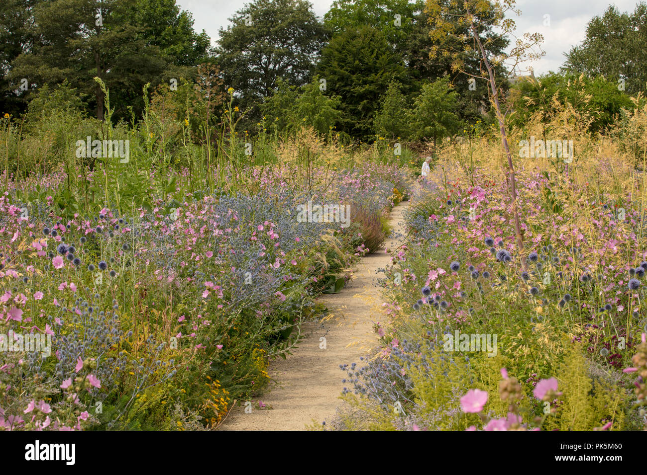 Merton Borders, Oxford Botanic Garden, scientifically designed visually stunning wildflower display. Ecologically sustainable plants grown from seeds. Stock Photo