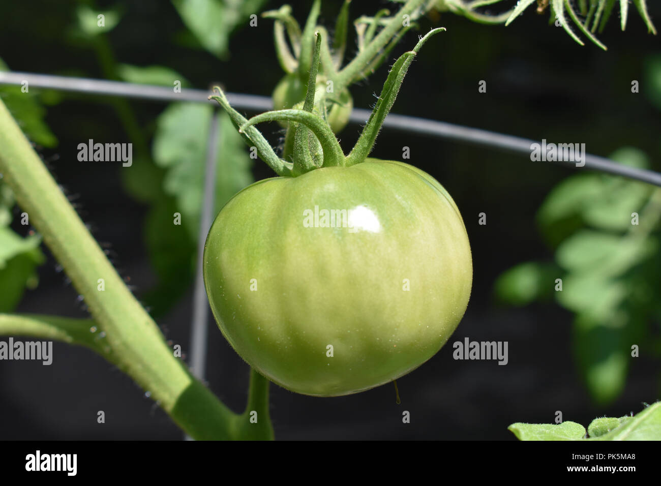 Green tomatoes growing on the vine hi-res stock photography and images ...