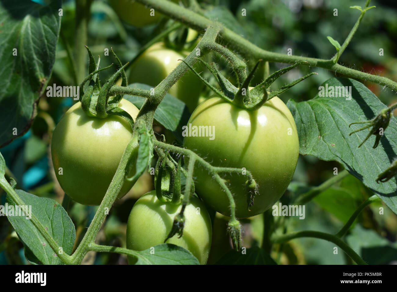 Green Tomatoes growing on the vine Stock Photo - Alamy