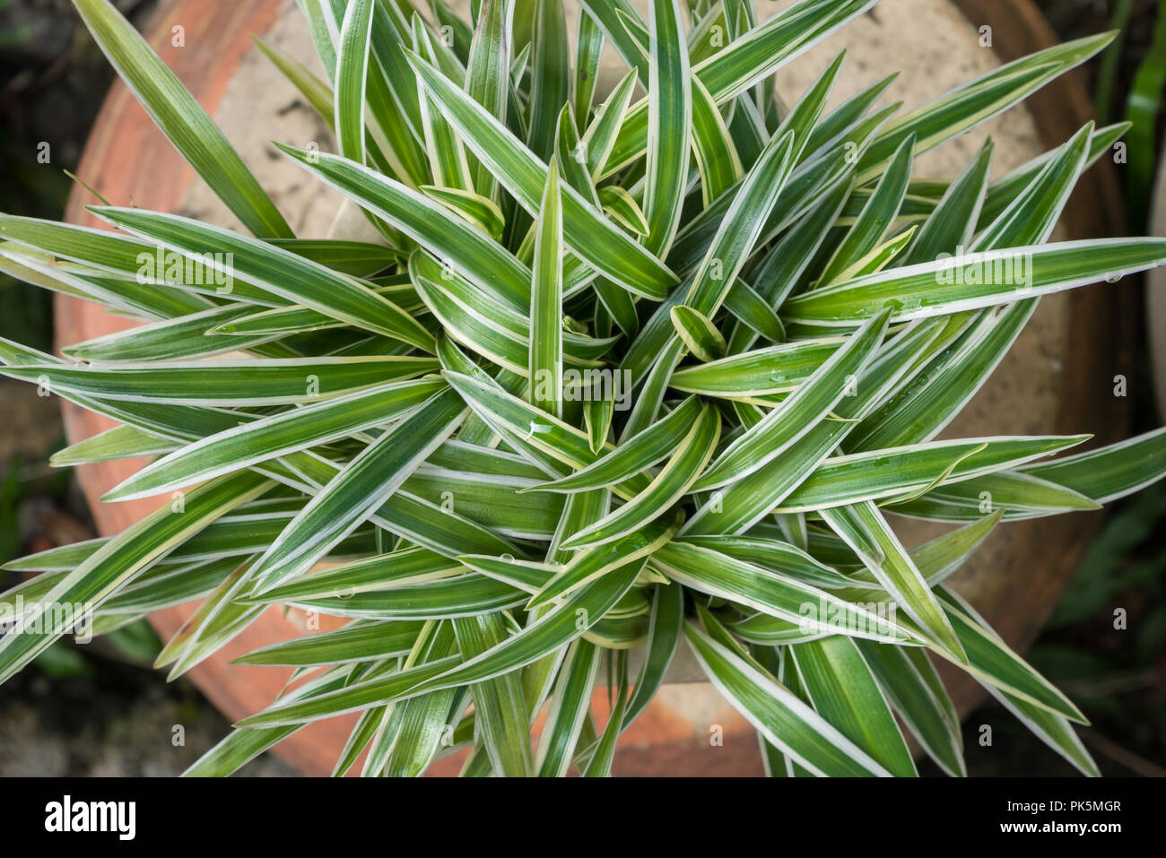 Top view of the Chlorophytum Comosum, it also known as spider plant. Stock Photo
