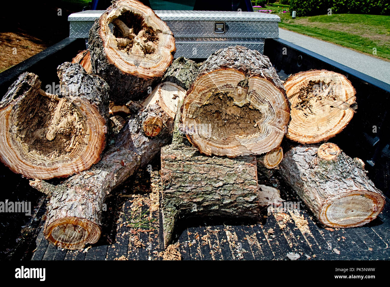 Termite damaged pine tree logs closeup Stock Photo Alamy