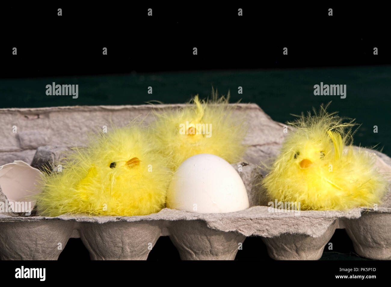 Faux baby fuzzy chicks sitting crevices inside egg carton along with real egg.  Concept Image. Stock Photo