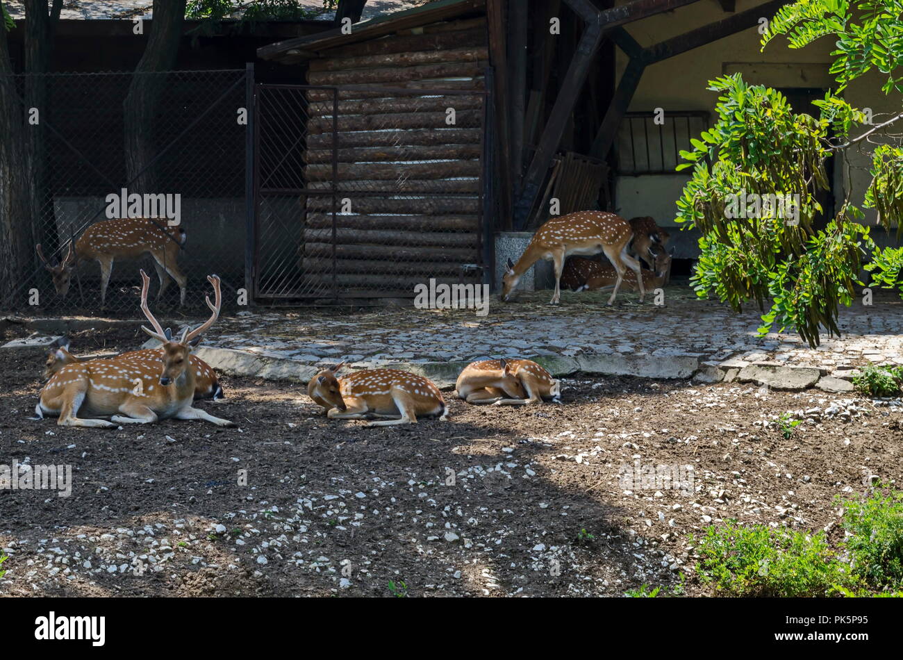 Family of buck also male deer or Capreolus with female roe-deer, hind or doe and fawn  relax outdoor in field, Sofia, Bulgaria Stock Photo