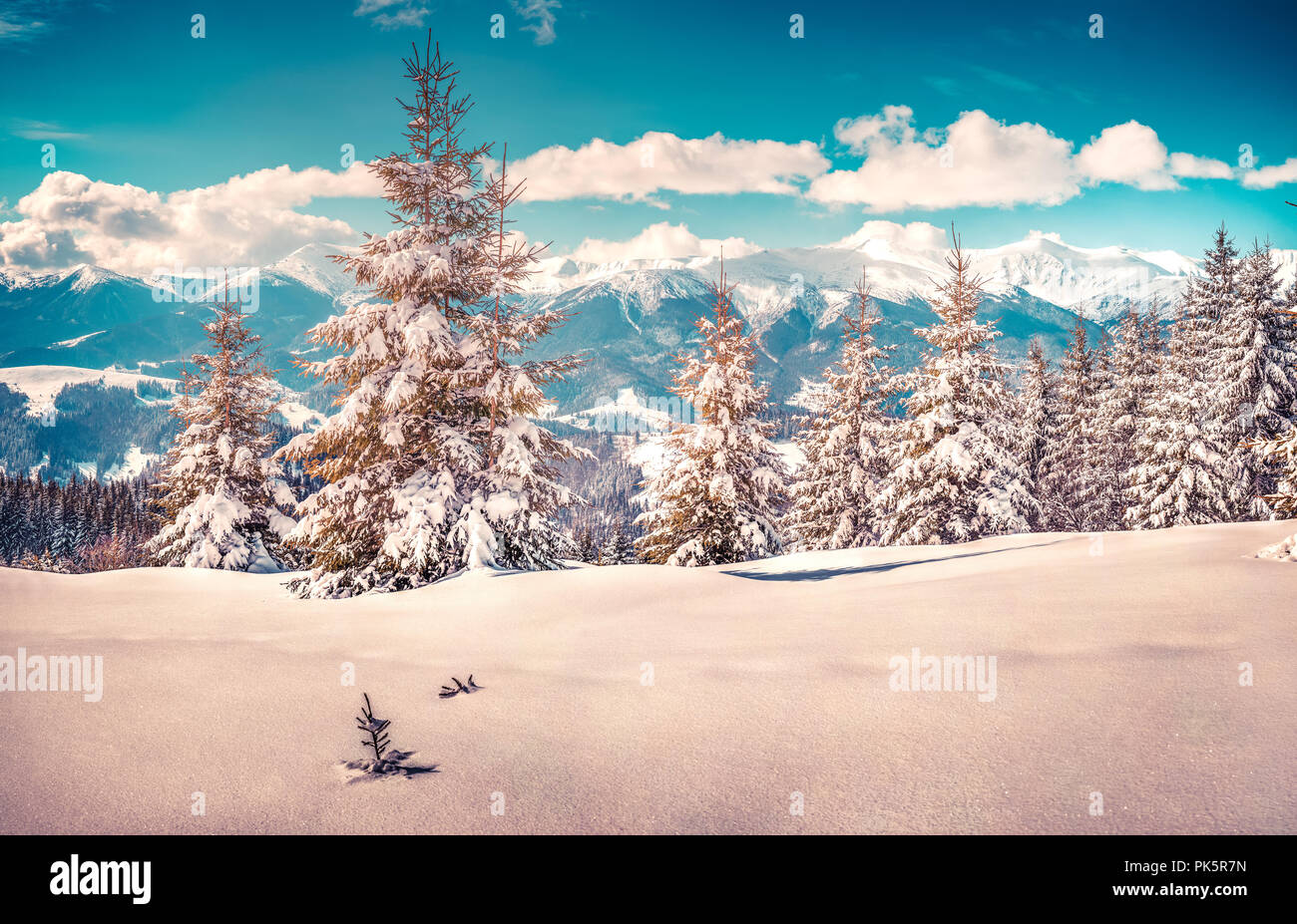 Snow-covered fir tree in the mountain forest. Instagram toning. Stock Photo