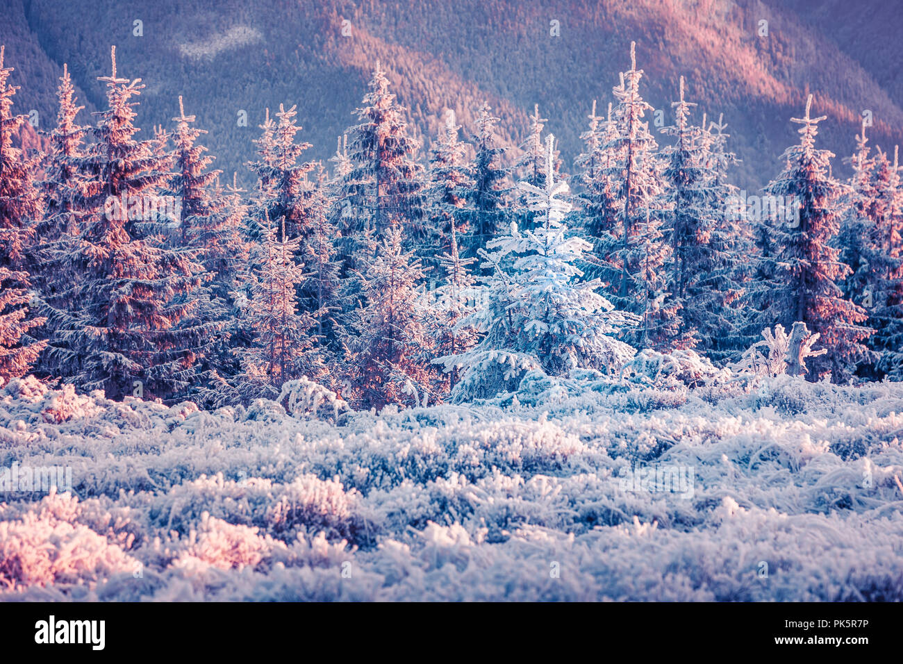 First frost in the misty mountain forest. Instagram toning. Stock Photo